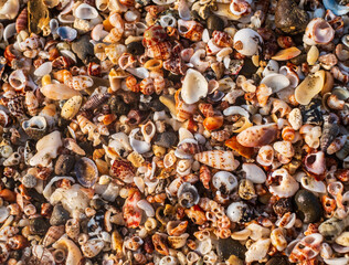 Closeup image of seashells on the beach
