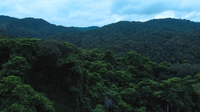 Scenic aerial view of misty tropical jungle in South America. Drone shot of pristine rainforest in Venezuela