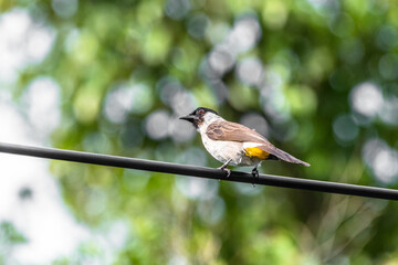 The sooty-headed bulbul (Pycnonotus aurigaster) is a species of songbird in the Bulbul family, Pycnonotidae