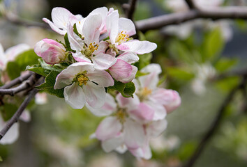 soft blurred portrait of blooming apple tree in spring in South Tyrol Italy