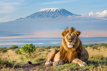 Foto auf Acrylglas Kilimandscharo Lion portrait on savanna landscape background and Mount Kilimanjaro at sunset. Panoramic version