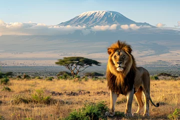 Foto auf Acrylglas Kilimandscharo Lion portrait on savanna landscape background and Mount Kilimanjaro at sunset. Panoramic version