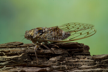 Grey cicada, Cicala, (Cicada orni). Punta Giglio, Foresta Demaniale, Parco regionale Porto Conte Capo CacciaAlghero,  Sardinia. Italia - obrazy, fototapety, plakaty