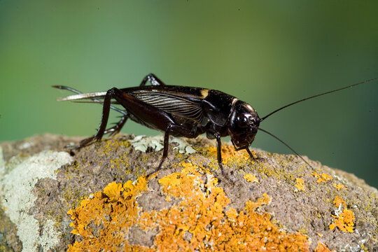 Cricket (Gryllus bimaculatus), Sardegna, Italia, Grasshopper,Sardinia, Italy