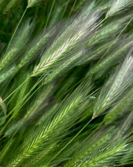  field with spikelets of green grass