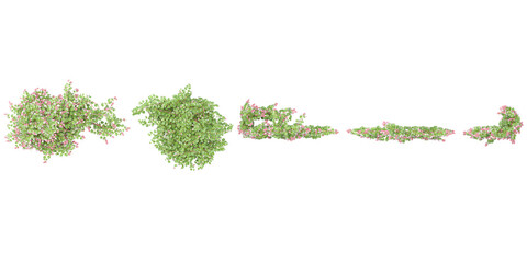 Group of Variegated-leaf hardy kiwi creeper plants, isolated on transparent background,3D render.top view