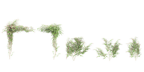 Group of Variegated-leaf hardy kiwi creeper plants, isolated on transparent background. 3D render © Saifstock