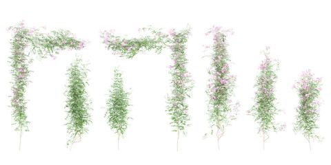 Isolated Pink bower vine leaves in 3d rendering on white background © Saifstock