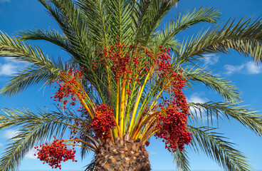 View of a palm crown with ripe red dates in the background blue sky with white clouds.
