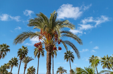 Fototapeta na wymiar View of a palm crown with ripe red dates in the background blue sky with white clouds. 