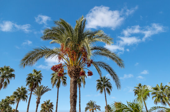 View of a palm crown with ripe red dates in the background blue sky with white clouds.
