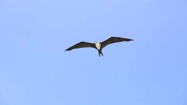 birth flying in the sky in slow motion