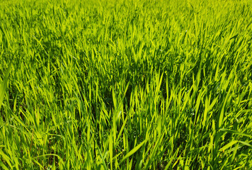 Shining green grasses in spring