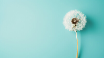 the dandelion on a blue background. Lettering space