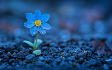 A tiny blue flower stands out with its vibrant yellow center in this close-up shot