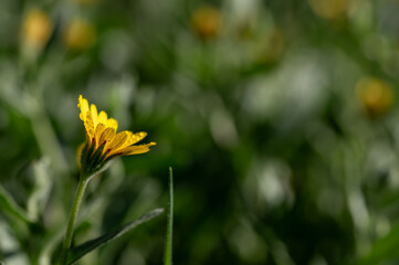 Detail of yellow marigolds in the meadow at sunset after the rain