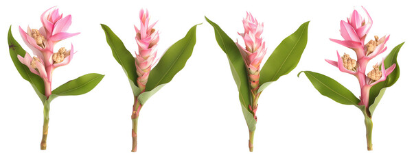Set of exotic pink turmeric flower twigs isolated on transparent background