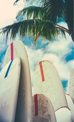 Surfboards In The Shade Of A Palm Tree - 744091976