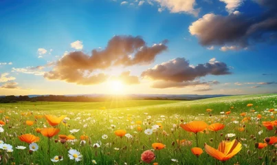 Fototapeten field of flowers and sun © Vasili
