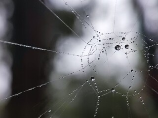 Naklejka premium web, spider, dew, chain, nature, water, metal, cobweb, abstract, morning, drop, macro, necklace, jewelry, isolated, spiderweb, drops, link, blue, net, white, rain, glass, pattern, winter
