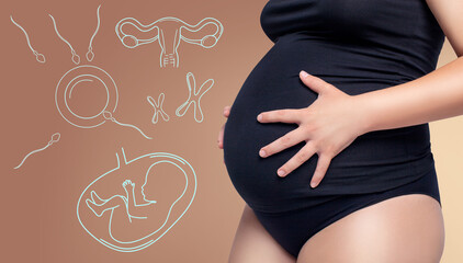 Pregnant woman near infographic about reproduction system.