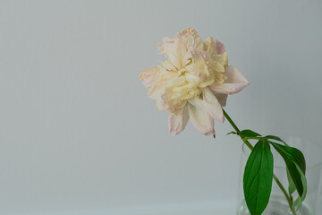 Creative minimal flower composition of single weathered wilted white peony. Aging beauty floral concept