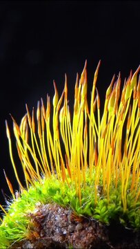Purple Moss (Ceratodon purpureus), moss sporophyte on stones in spring
