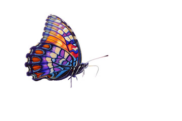 Fototapeta na wymiar Colorful Butterfly Isolated on White Background 