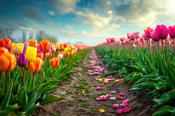 Fotobehang A field full of vibrant and diverse tulips is set against a cloudy sky, creating a striking contrast, Pathway amidst the vibrant tulip fields in Holland, AI Generated © Iftikhar alam