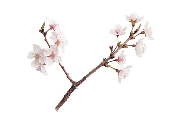 Cherry Blossom Branch - Isolated on White Transparent Background
