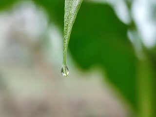 leaf, water, drop, nature, grass, dew, plant, rain, macro, drops, wet, droplet, spring, summer, close-up, raindrop, morning, freshness, environment, garden, growth, liquid, closeup, green, flora