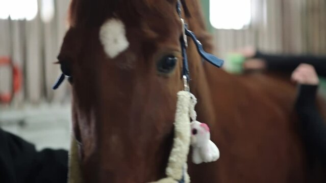 Woman Rider Combs her Horse with a Brusher