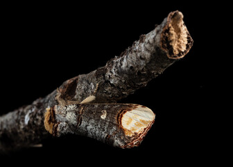 The buff-tip (Phalera bucephala) moth of the family Notodontidae.