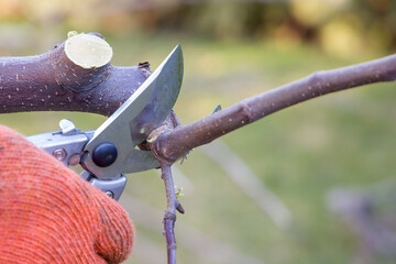 Gardener pruning fruit trees in orchard using secateur