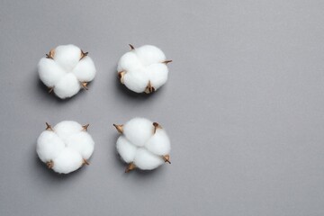 Fluffy cotton flowers on grey background, flat lay. Space for text