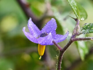 flower, plant, nature, purple, garden, spring, blue, pink, macro, flowers, bloom, summer, blossom, flora, petal, orchid, grass, close-up, violet, closeup, meadow, leaf, beauty, wildflower