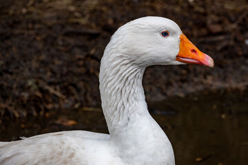 portrait of a white goose