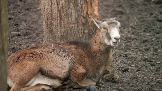 Mouflon in winter. Mouflon Ram. European mouflon.