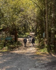 People walking in the woods