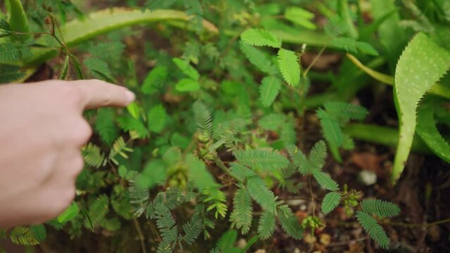 Person interacts with sensitive Mimosa pudica plant, causing leaves to fold in. Biologist examines plant response, educational demo in greenhouse. Touch-triggered movement, Mimosa closing leaves.