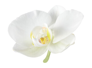 Naklejka na ściany i meble One beautiful orchid flower isolated on white