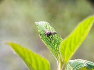 fly, insect, macro, leaf, nature, bug, animal, wing, closeup, close-up, wings, detail, small, pest, housefly, wildlife, hairy, eye, close, close up, eyes, garden