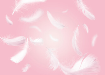 Fluffy bird feathers falling on pink background