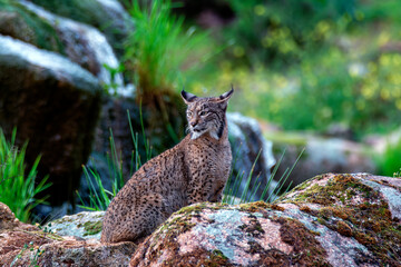 Iberian lynx in the Sierra de Andujar, Spain.