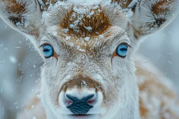 Rolgordijnen Deer in the snow © paul