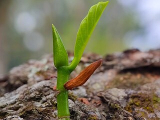 nature, leaf, plant, insect, macro, spring, leaves, summer, closeup, water, flower, grass, bug, close-up, garden, tree, rain, green, flora, dew, fly, branch, small, drop, animal,anderson grass yellow,