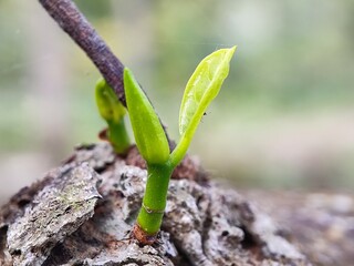 nature, leaf, plant, insect, macro, spring, leaves, summer, closeup, water, flower, grass, bug, close-up, garden, tree, rain, green, flora, dew, fly, branch, small, drop, animal,anderson grass yellow,