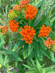 Orange Butterfly Weed