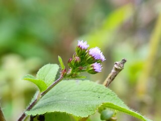 nature, leaf, plant, insect, macro, spring, leaves, summer, closeup, water, flower, grass, bug, close-up, garden, tree, rain, green, flora, dew, fly, branch, small, drop, animal,anderson grass yellow,
