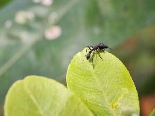insect, macro, fly, nature, bug, leaf, beetle, animal, closeup, flower, black, garden, bee, close-up, wildlife, plant, wings, close, detail, insects, summer, entomology, wild, wing